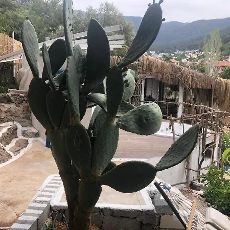 Begonvilla Bungalows Μούγκλα